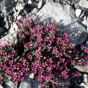 Photographie n°2122010 du taxon Saxifraga oppositifolia L. [1753]