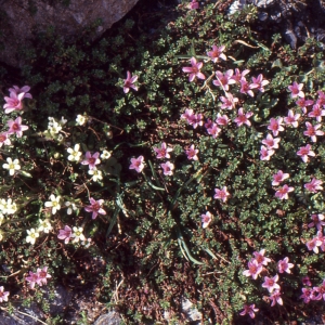 Photographie n°2122011 du taxon Saxifraga oppositifolia L. [1753]