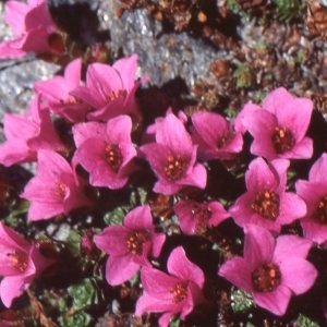  - Saxifraga oppositifolia L. [1753]