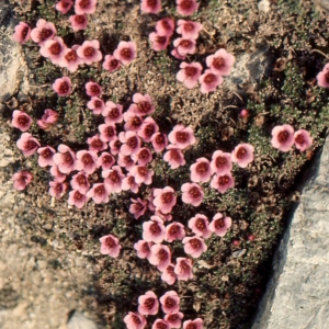  - Saxifraga oppositifolia L. [1753]