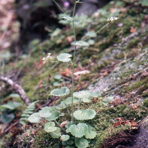  - Saxifraga rotundifolia L. [1753]