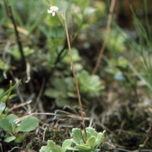 Photographie n°2122017 du taxon Saxifraga cuneifolia L. [1759]