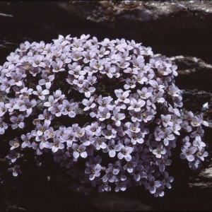  - Petrocallis pyrenaica (L.) R.Br. [1812]
