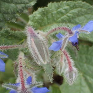 Photographie n°2122093 du taxon Borago officinalis L. [1753]