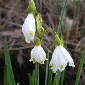 Photographie n°2122094 du taxon Leucojum aestivum L. [1759]