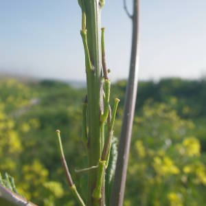 Photographie n°2122101 du taxon Sinapis arvensis L.