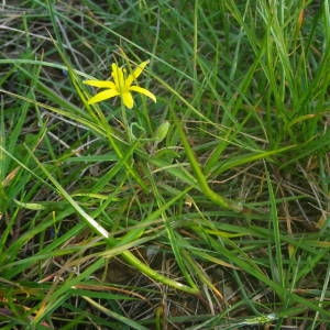 Photographie n°2122117 du taxon Gagea villosa (M.Bieb.) Sweet [1826]