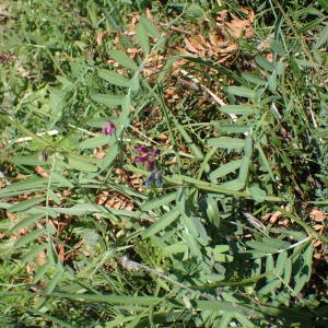 Photographie n°2122122 du taxon Vicia monantha Retz. [1783]