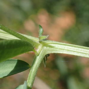 Photographie n°2122124 du taxon Vicia monantha Retz. [1783]