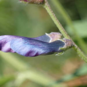  - Vicia monantha Retz. [1783]