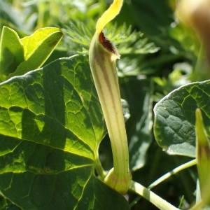  - Aristolochia paucinervis Pomel [1874]