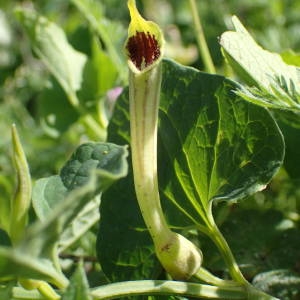  - Aristolochia paucinervis Pomel [1874]