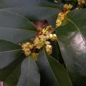 Photographie n°2122140 du taxon Laurus nobilis L. [1753]