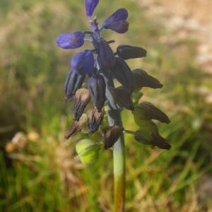 Photographie n°2122154 du taxon Muscari neglectum Guss. ex Ten. [1842]