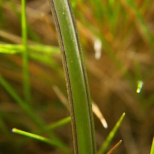 Photographie n°2122157 du taxon Muscari neglectum Guss. ex Ten. [1842]