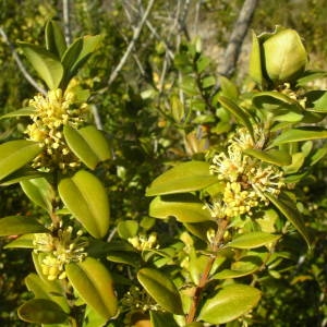 Photographie n°2122159 du taxon Buxus sempervirens L. [1753]