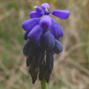 Photographie n°2122166 du taxon Muscari neglectum Guss. ex Ten. [1842]