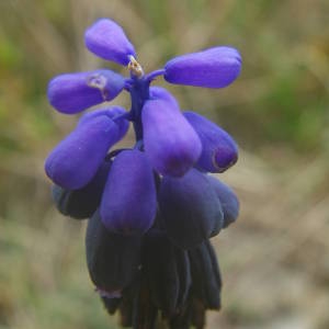 Photographie n°2122168 du taxon Muscari neglectum Guss. ex Ten. [1842]