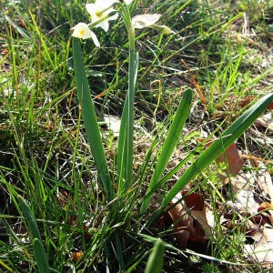 Photographie n°2122169 du taxon Narcissus tazetta L. [1753]