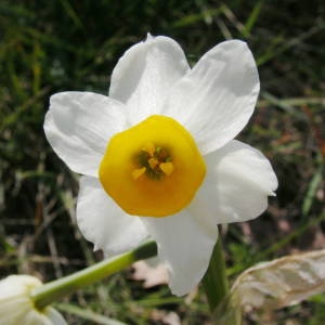 Photographie n°2122170 du taxon Narcissus tazetta L. [1753]