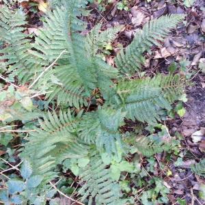 Photographie n°2122200 du taxon Polystichum setiferum (Forssk.) T.Moore ex Woyn. [1913]