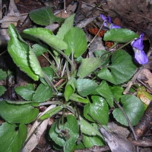 Photographie n°2122207 du taxon Viola hirta L. [1753]