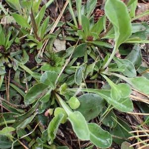 Photographie n°2122292 du taxon Globularia vulgaris L. [1753]