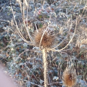 Photographie n°2122302 du taxon Dipsacus fullonum L.