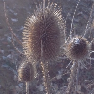 Photographie n°2122303 du taxon Dipsacus fullonum L.