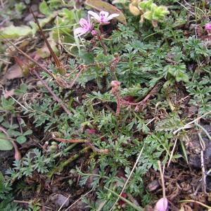 Photographie n°2122306 du taxon Erodium cicutarium (L.) L'Hér.