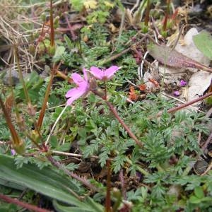 Photographie n°2122307 du taxon Erodium cicutarium (L.) L'Hér.