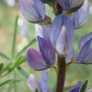 Photographie n°2122341 du taxon Lupinus angustifolius L. [1753]