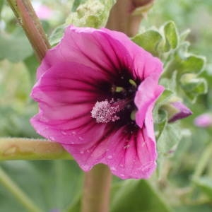 Photographie n°2122355 du taxon Malva arborea (L.) Webb & Berthel. [1837]