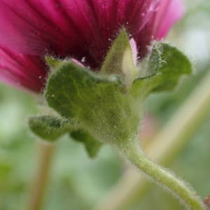 Photographie n°2122356 du taxon Malva arborea (L.) Webb & Berthel. [1837]