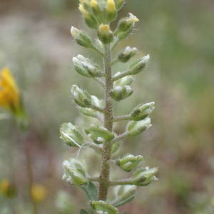 Photographie n°2122370 du taxon Alyssum alyssoides (L.) L. [1759]