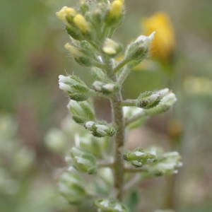 Photographie n°2122371 du taxon Alyssum alyssoides (L.) L. [1759]