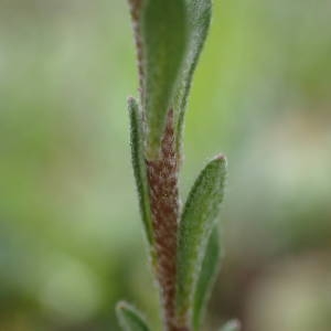 Photographie n°2122372 du taxon Alyssum alyssoides (L.) L. [1759]