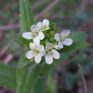 Photographie n°2122395 du taxon Pseudoturritis turrita (L.) Al-Shehbaz [2005]