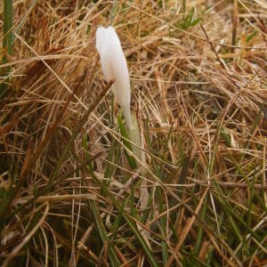 Photographie n°2122396 du taxon Crocus vernus (L.) Hill [1765]