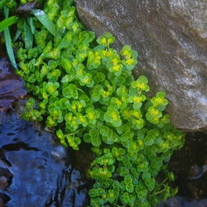 Photographie n°2122425 du taxon Chrysosplenium oppositifolium L. [1753]