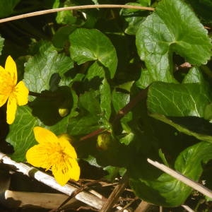 Photographie n°2122428 du taxon Caltha palustris L. [1753]