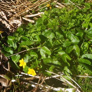 Photographie n°2122429 du taxon Caltha palustris L. [1753]