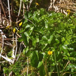 Photographie n°2122430 du taxon Caltha palustris L. [1753]