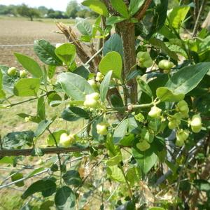 Photographie n°2122492 du taxon Euonymus europaeus L. [1753]