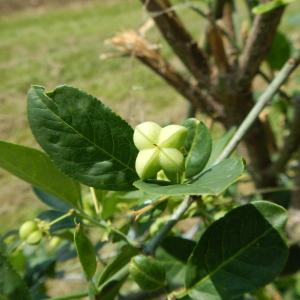 Photographie n°2122493 du taxon Euonymus europaeus L. [1753]