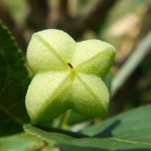 Photographie n°2122494 du taxon Euonymus europaeus L. [1753]