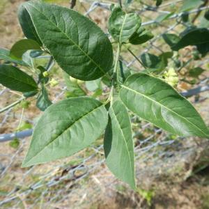 Photographie n°2122495 du taxon Euonymus europaeus L. [1753]