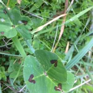 Photographie n°2122499 du taxon Medicago arabica (L.) Huds. [1762]