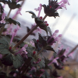 Photographie n°2122540 du taxon Lamium amplexicaule L.