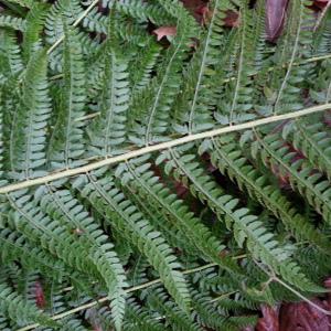 Photographie n°2122585 du taxon Polystichum setiferum (Forssk.) T.Moore ex Woyn. [1913]